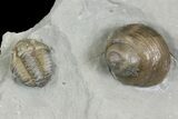 Flexicalymene Trilobite Fossil and Gastropod - Ohio #136982-3